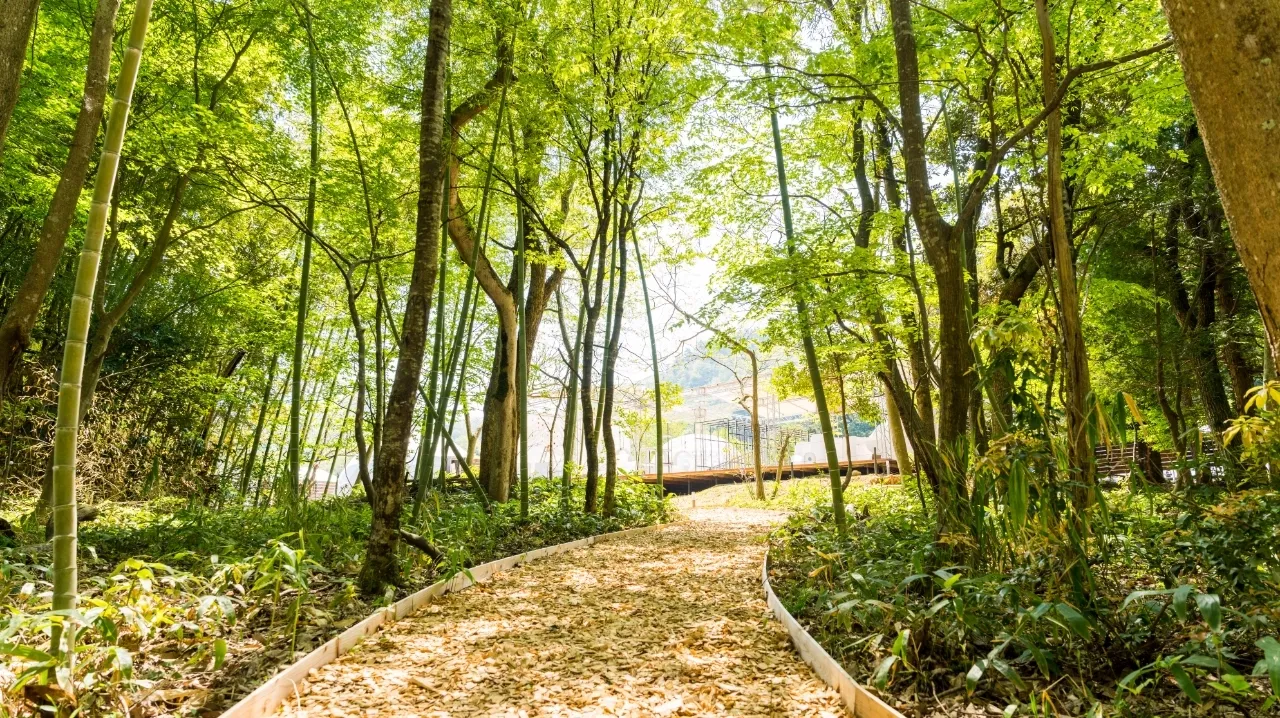 デュラクスアウトドアリゾート京丹後久美浜LABO内の森の中の小道の写真